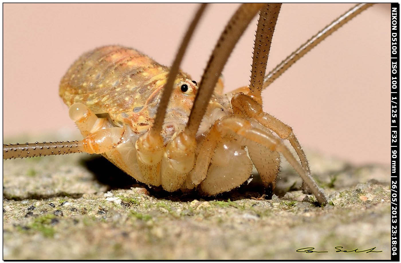 Opilio cf. canestrinii da Usini 213